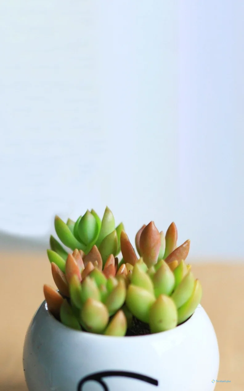 Hình nền sen đá dành cho điện thoại