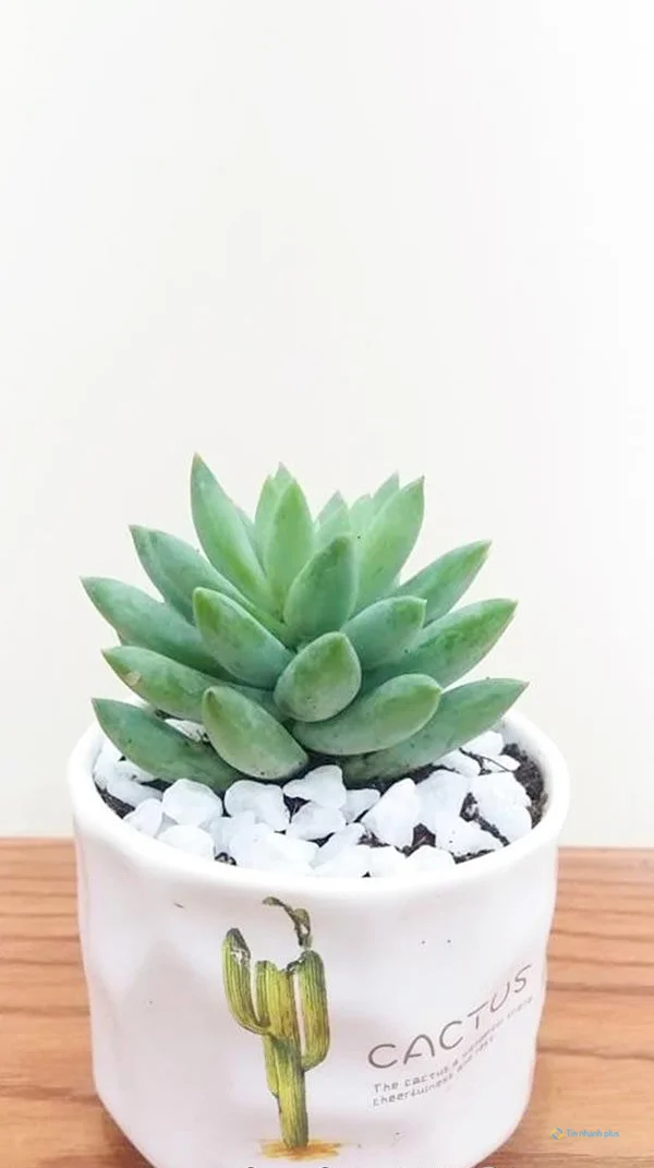 Hình nền sen đá dành cho điện thoại