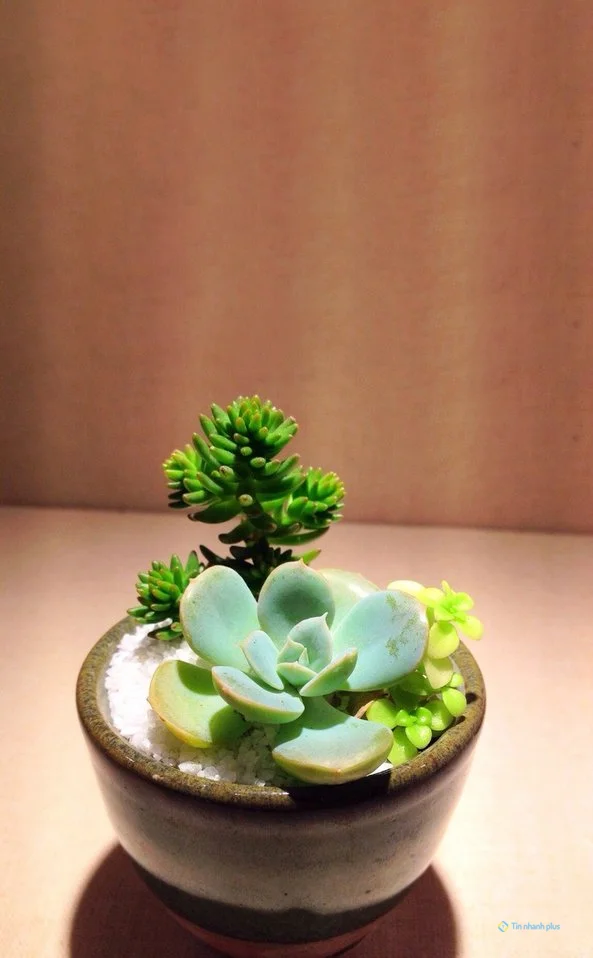 Hình nền sen đá dành cho điện thoại