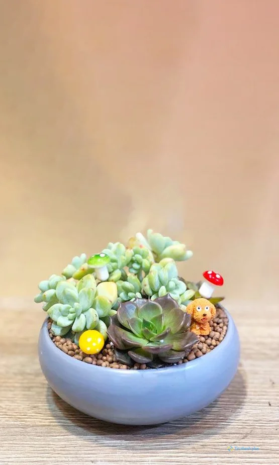 Hình nền sen đá dành cho điện thoại