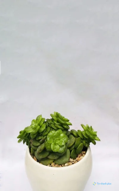 Hình nền sen đá dành cho điện thoại