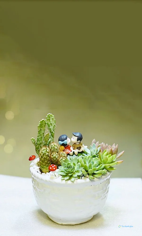 Hình nền sen đá dành cho điện thoại