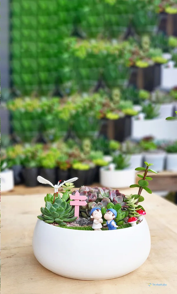 Hình nền sen đá dành cho điện thoại