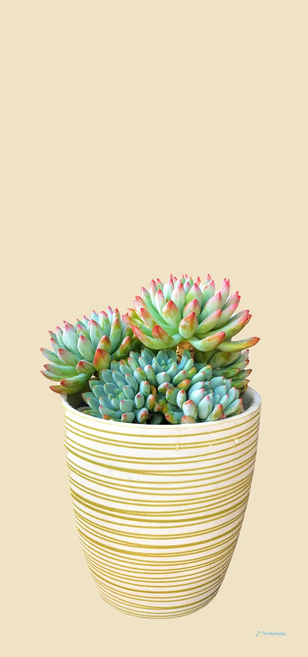 Hình nền sen đá dành cho điện thoại