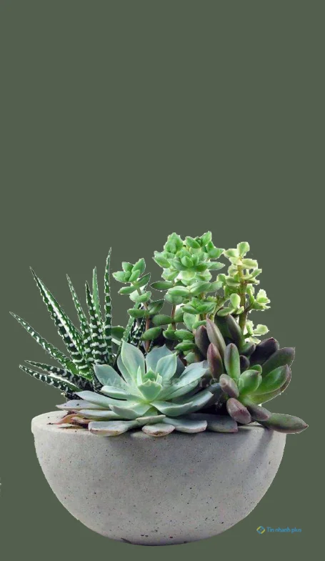 Hình nền sen đá dành cho điện thoại