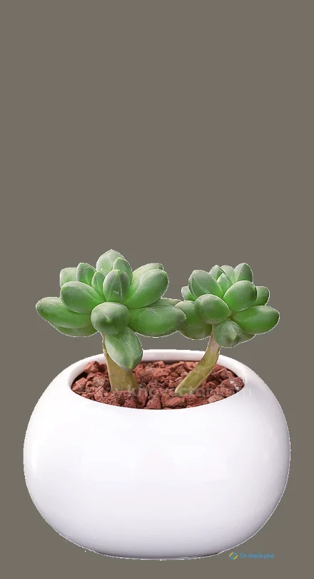 Hình nền sen đá dành cho điện thoại