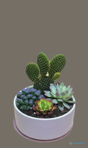 Hình nền sen đá dành cho điện thoại