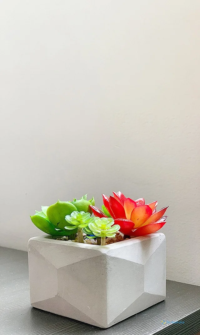 Hình nền sen đá dành cho điện thoại