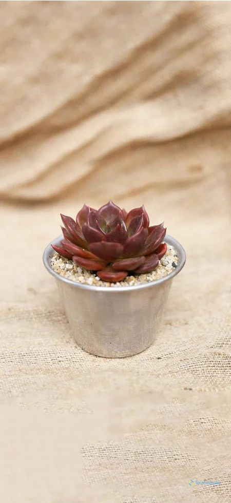 Hình nền sen đá dành cho điện thoại