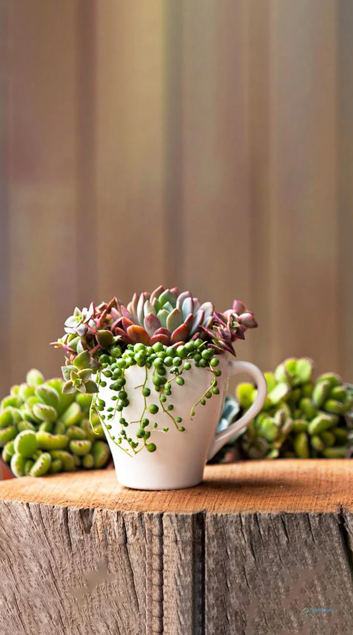 Hình nền sen đá dành cho điện thoại