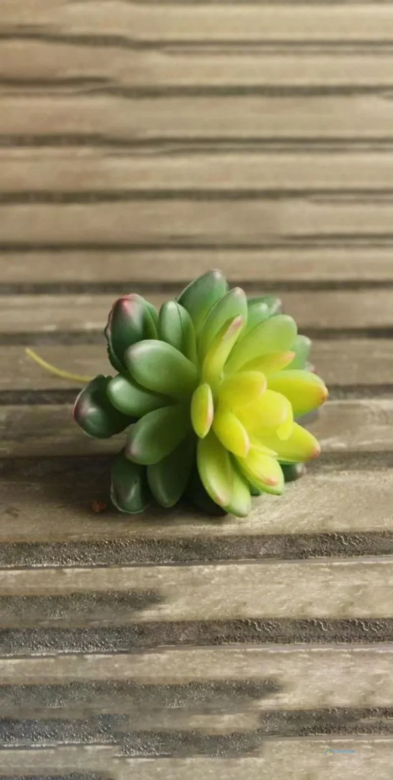 Hình nền sen đá dành cho điện thoại