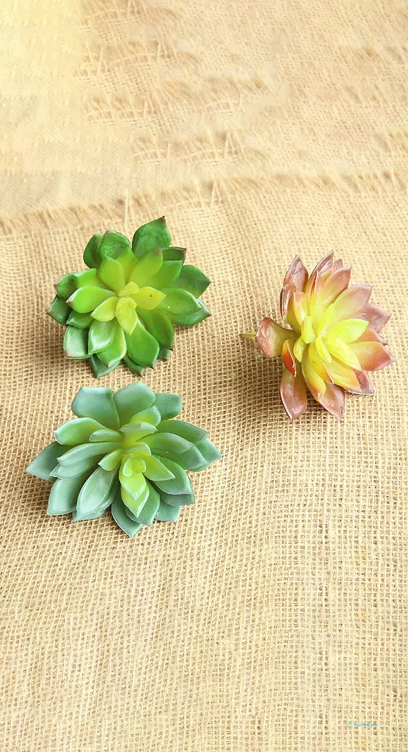 Hình nền sen đá dành cho điện thoại