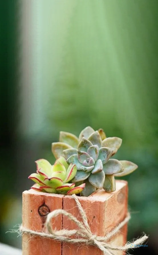 Hình nền sen đá dành cho điện thoại