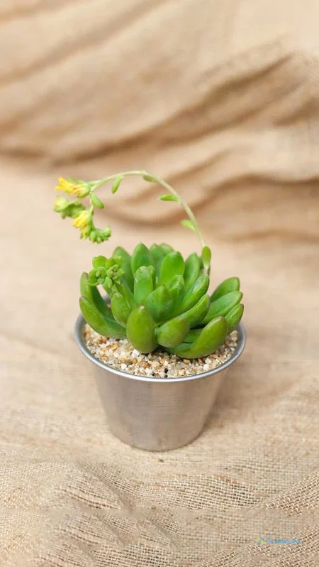 Hình nền sen đá dành cho điện thoại