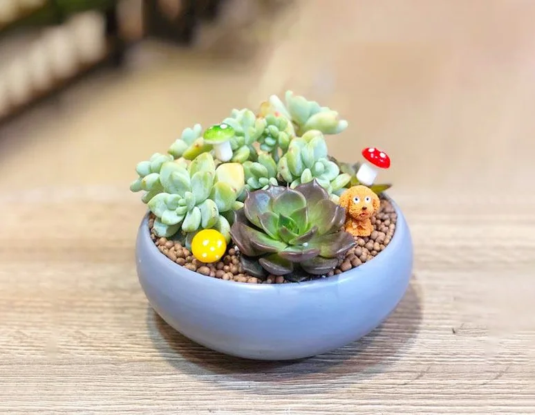 200+ Hình nền sen đá đẹp cho điện thoại