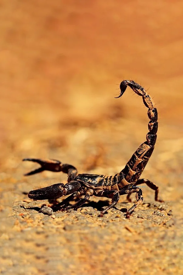 Hình nền Bọ Cạp đẹp cho điện thoại