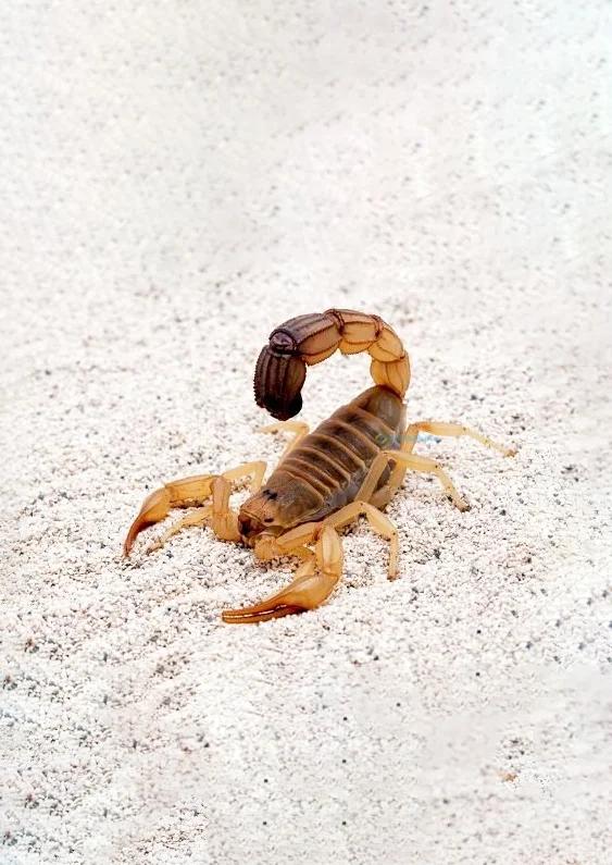 Hình nền Bọ Cạp đẹp cho điện thoại