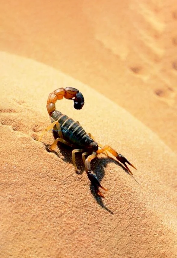 Hình nền Bọ Cạp đẹp cho điện thoại