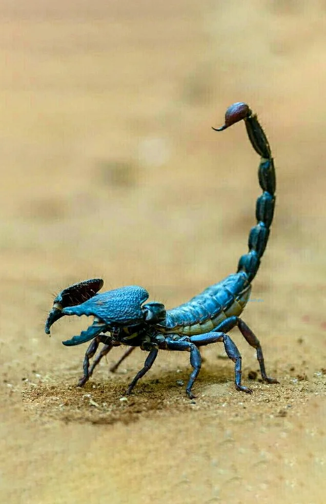 Hình nền Bọ Cạp đẹp cho điện thoại