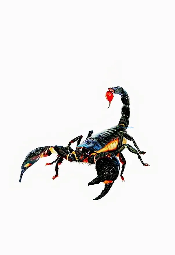 Hình nền Bọ Cạp đẹp cho điện thoại