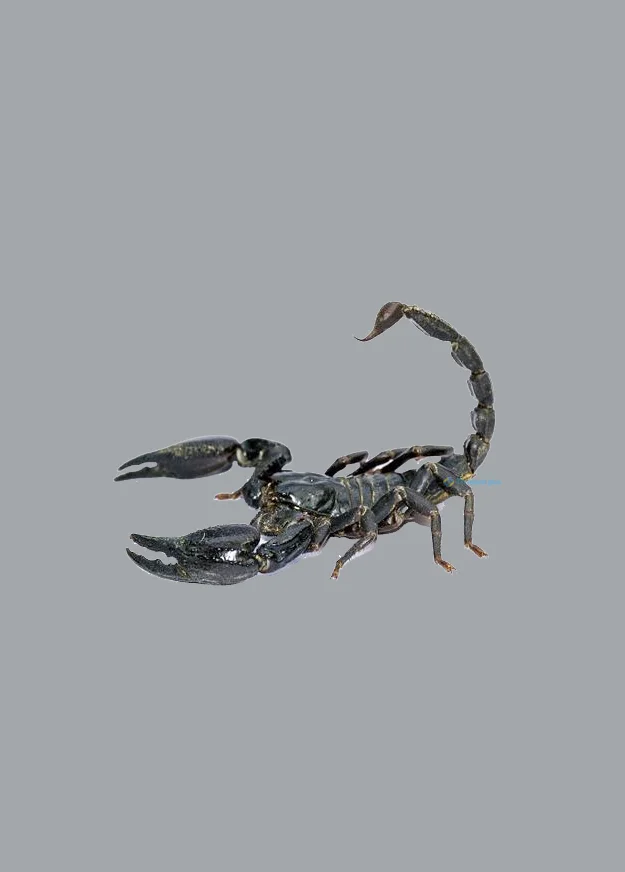 Hình nền Bọ Cạp đẹp cho điện thoại