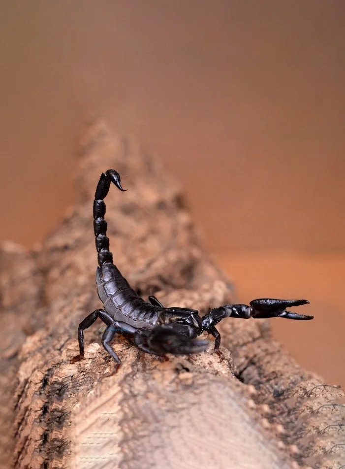 Hình nền Bọ Cạp đẹp cho điện thoại