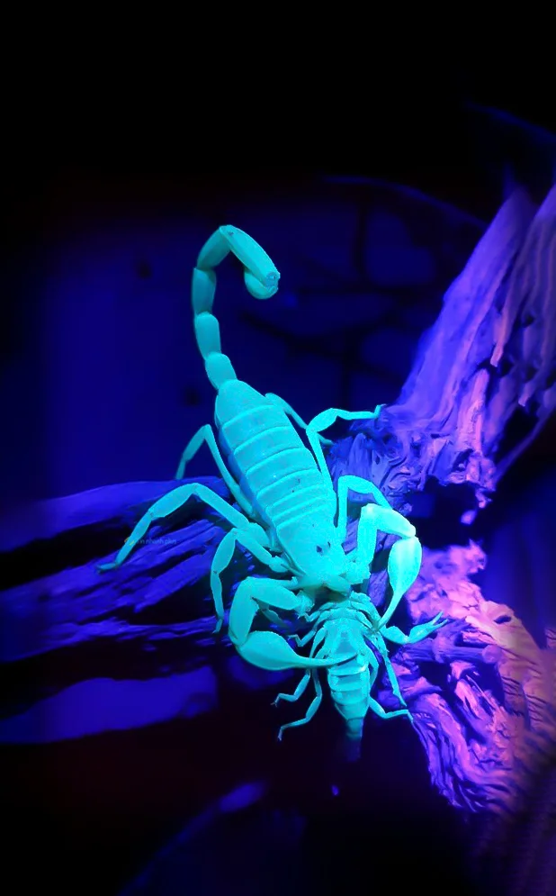 Hình nền Bọ Cạp đẹp cho điện thoại