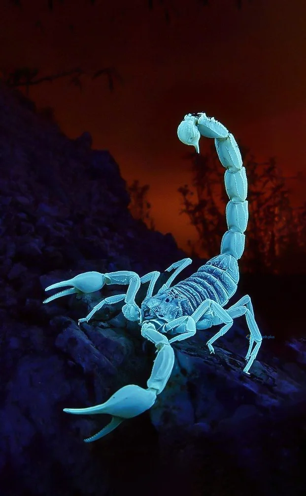 Hình nền Bọ Cạp đẹp cho điện thoại