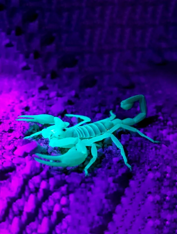 Hình nền Bọ Cạp đẹp cho điện thoại