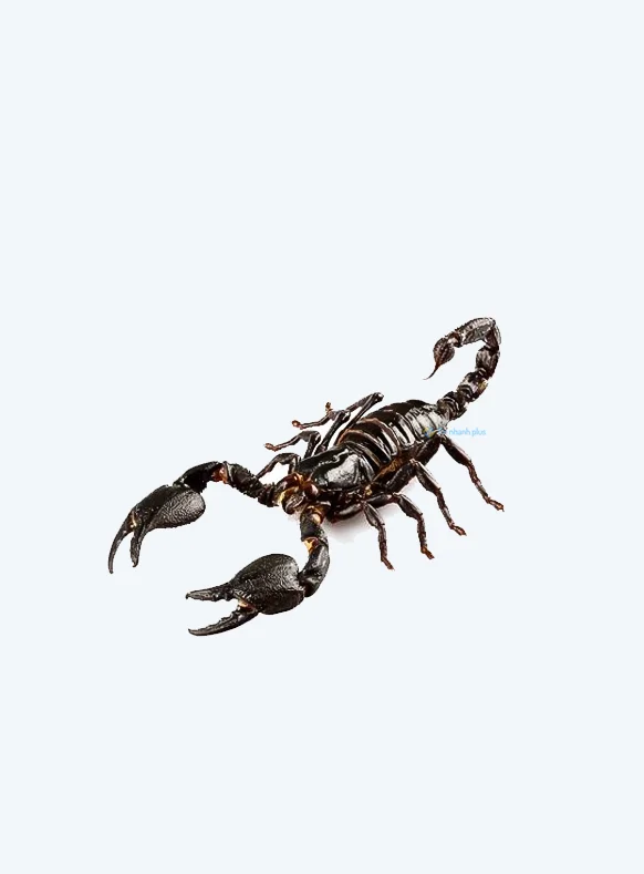 Hình nền Bọ Cạp đẹp cho điện thoại