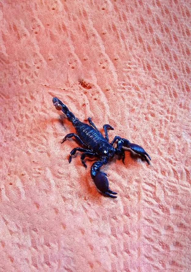 Hình nền Bọ Cạp đẹp cho điện thoại