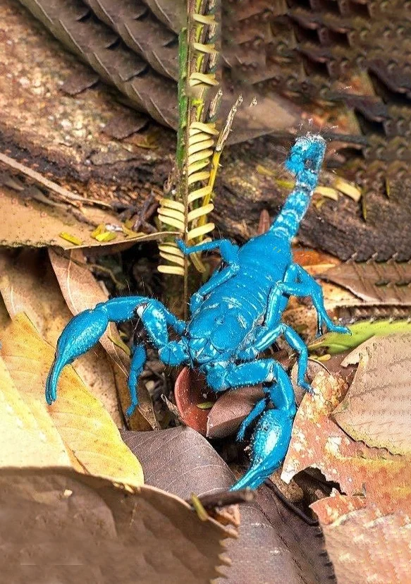 Hình nền Bọ Cạp đẹp cho điện thoại