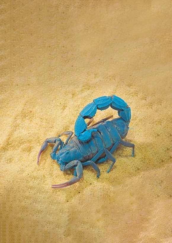 Hình nền Bọ Cạp đẹp cho điện thoại