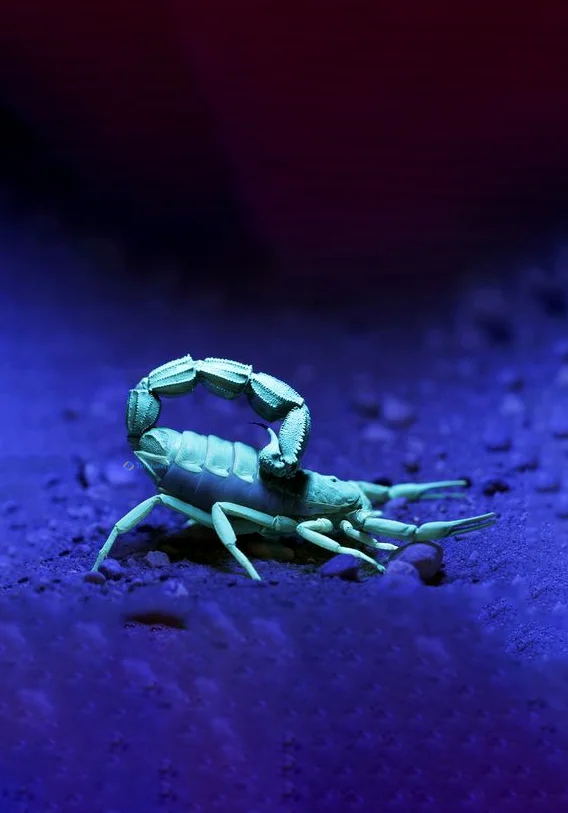 Hình nền Bọ Cạp đẹp cho điện thoại