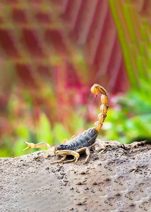 Hình nền Bọ Cạp đẹp cho điện thoại