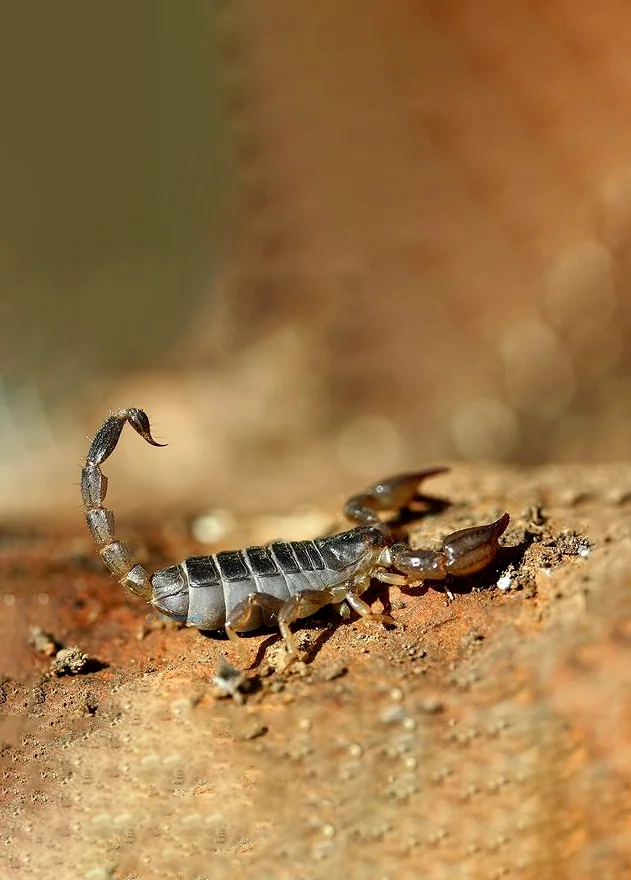 Hình nền Bọ Cạp đẹp cho điện thoại