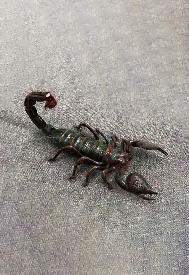 Hình nền Bọ Cạp đẹp cho điện thoại