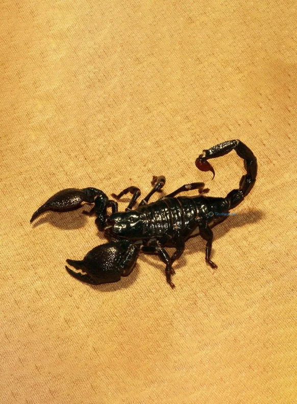 Hình nền Bọ Cạp đẹp cho điện thoại