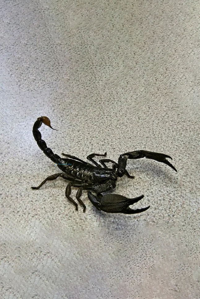 Hình nền Bọ Cạp đẹp cho điện thoại