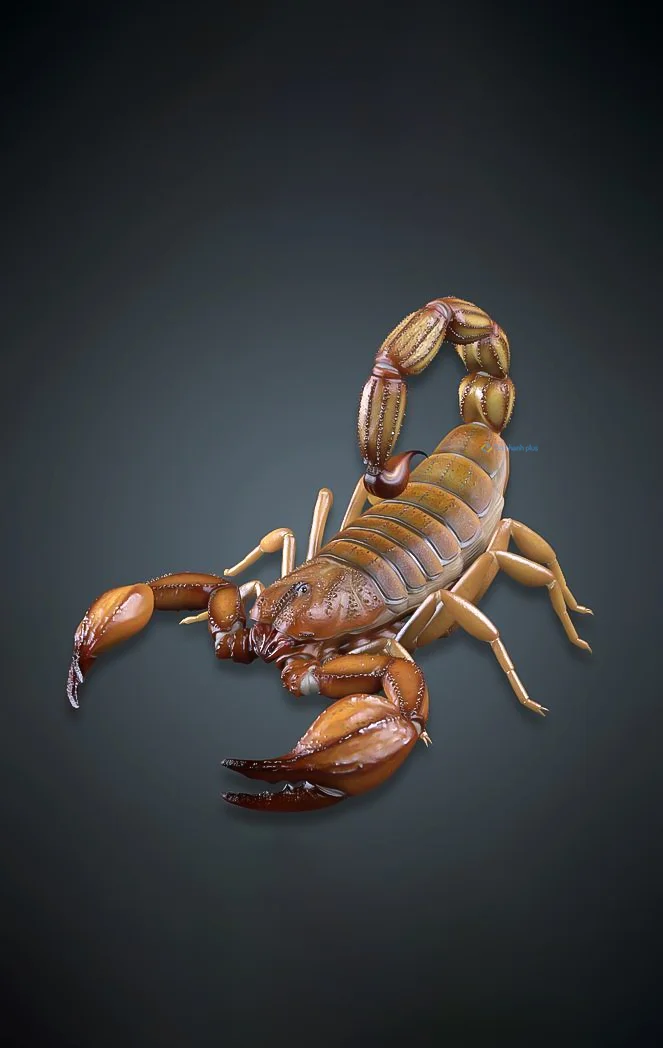 Hình nền Bọ Cạp đẹp cho điện thoại