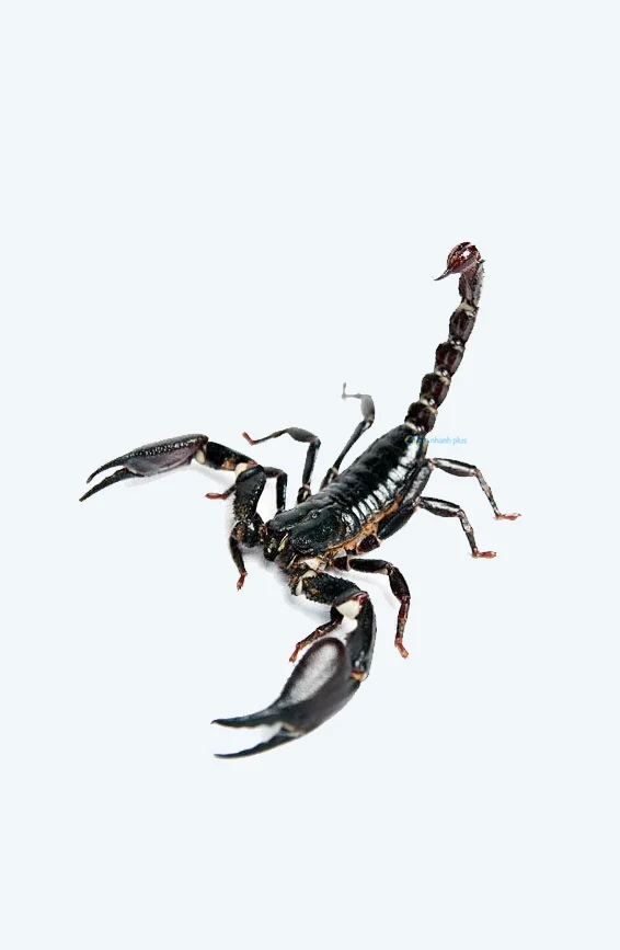 Hình nền Bọ Cạp đẹp cho điện thoại