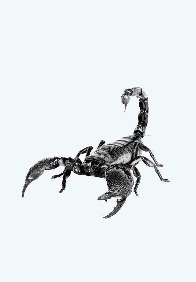 Hình nền Bọ Cạp đẹp cho điện thoại