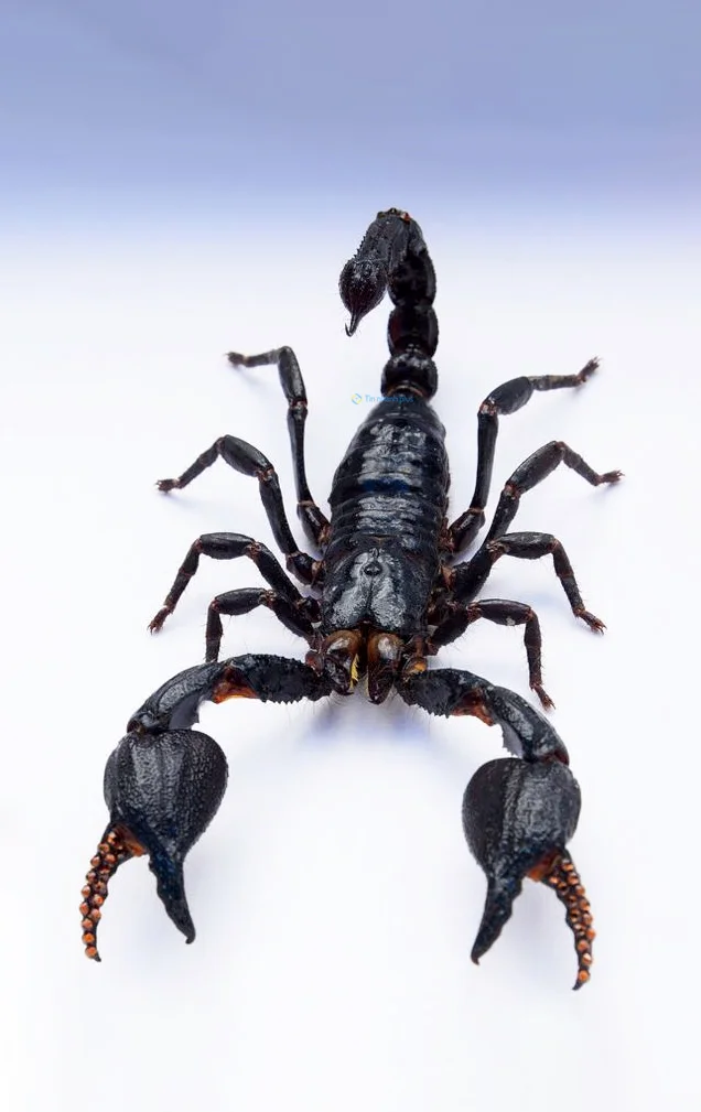 Hình nền Bọ Cạp đẹp cho điện thoại