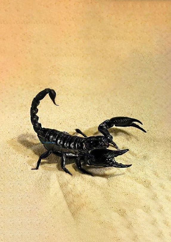 Hình nền Bọ Cạp đẹp cho điện thoại