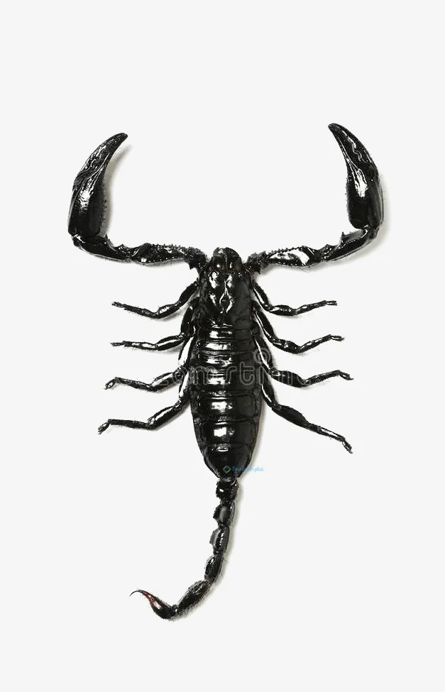 Hình nền Bọ Cạp đẹp cho điện thoại