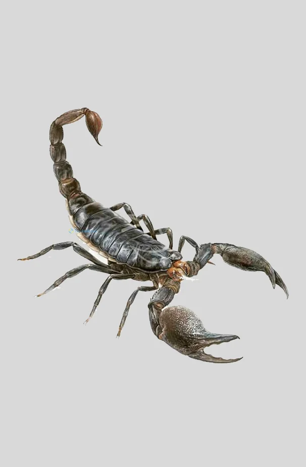 Hình nền Bọ Cạp đẹp cho điện thoại