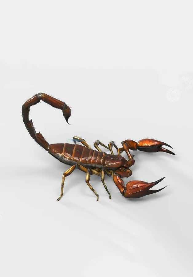 Hình nền Bọ Cạp đẹp cho điện thoại