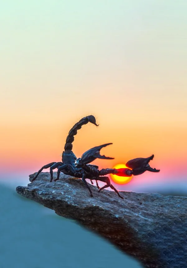 Hình nền Bọ Cạp đẹp cho điện thoại