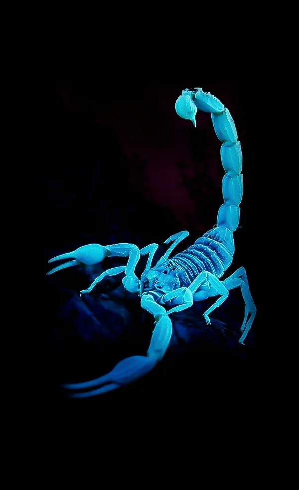 Hình nền Bọ Cạp đẹp cho điện thoại