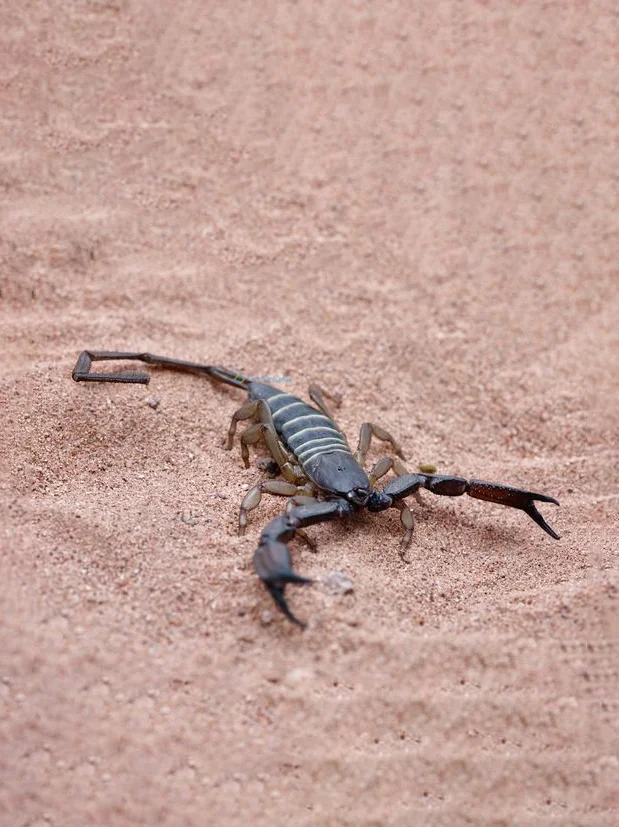 Hình nền Bọ Cạp đẹp cho điện thoại